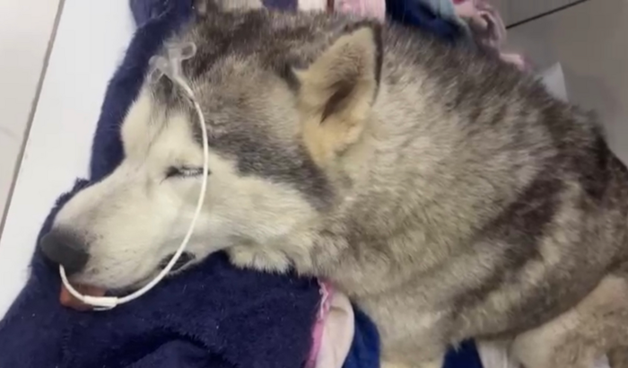 Ajuda na internação da Kira