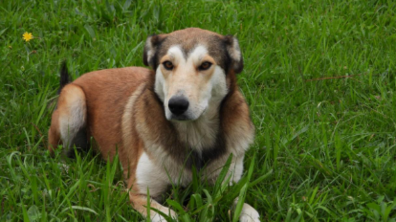 Cirurgia da Madalena 