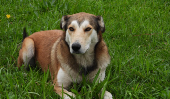 Cirurgia da Madalena