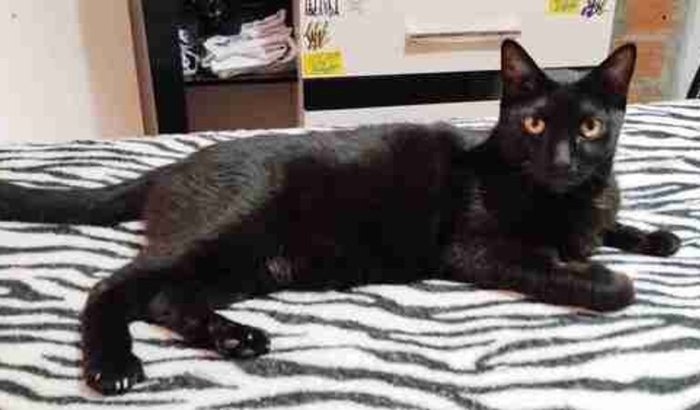 Ajuda para o Nego Doce 