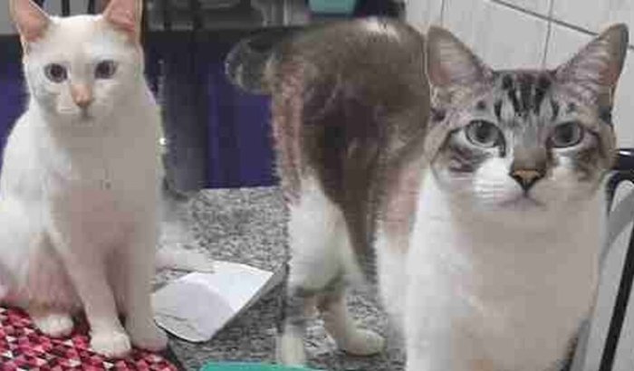 URGENTE!!! Tratamento para meus gatinhos (perdemos um)