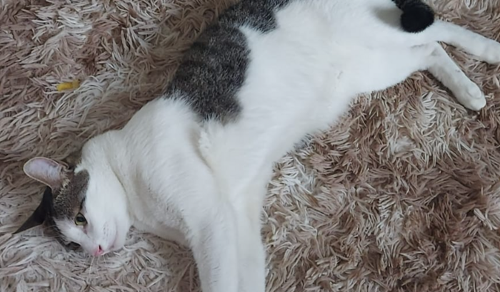 Ajude na cirurgia do  nosso Pipoca