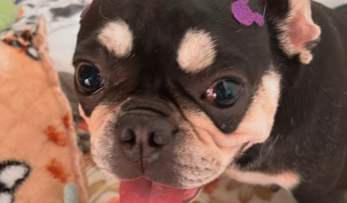 Ajuda pra Minnie ter a chance de andar