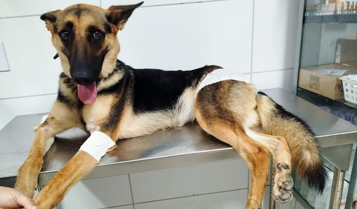 Ajude a Luna a vencer a cinomose!