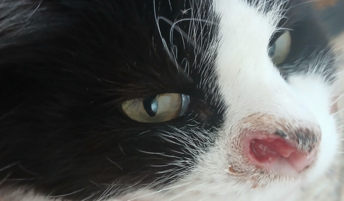 Ajuda para o tratamento do gatinho Lorenzo 