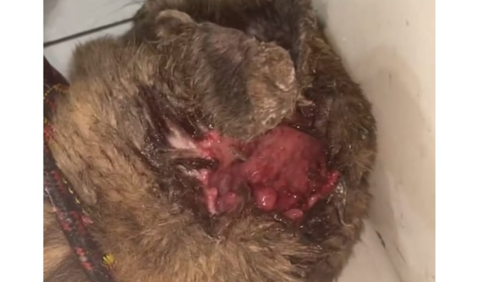 Ajuda com cachorro resgatado com bicheira