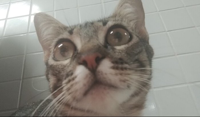 Castrando Princesa Tigrinha