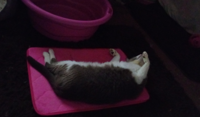 Ajude a minha gatinha Mila!