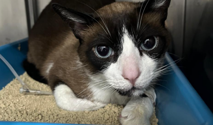 Ajude o tratamento do Lilico