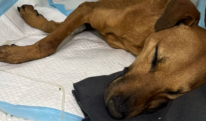 Jack - cinomose em fase neurológica 