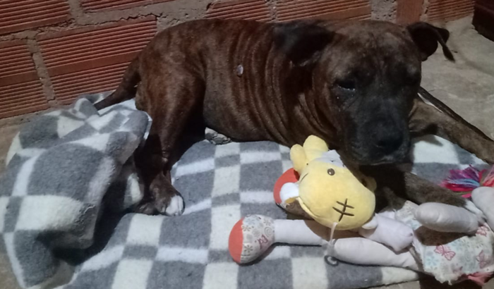 MEL 🐶 - Ajude no meu tratamento