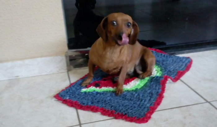 ajude na cirurgia da Dalila