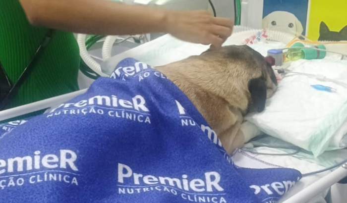 Ajuda no tratamento do Slinky