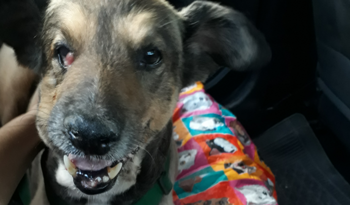 cirurgia do Azeitona 🐶