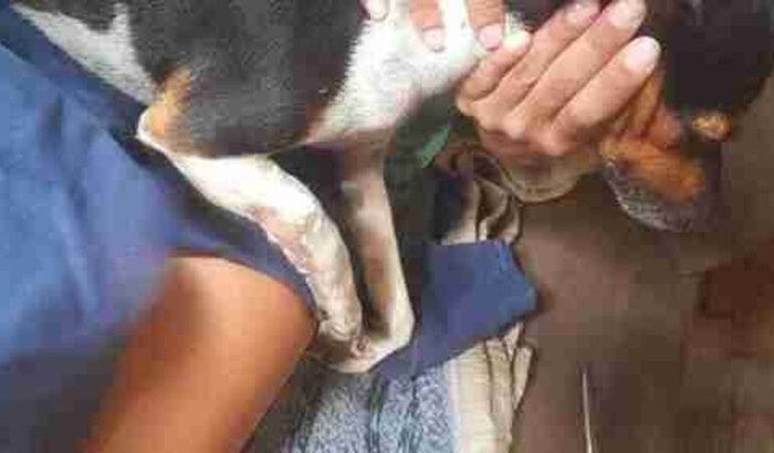 Ajude o pingo a voltar a andar normalmente