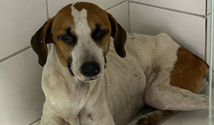 Ajuda para Custear as despesas do Jon