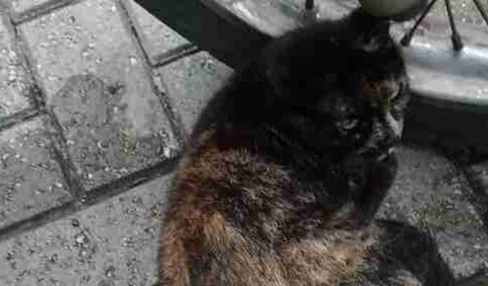 Ajude a Tigresa - Desejo adota-la, antes preciso salva-la