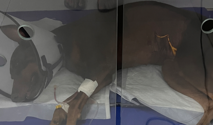 Ajudar Akilinha a sair dessa