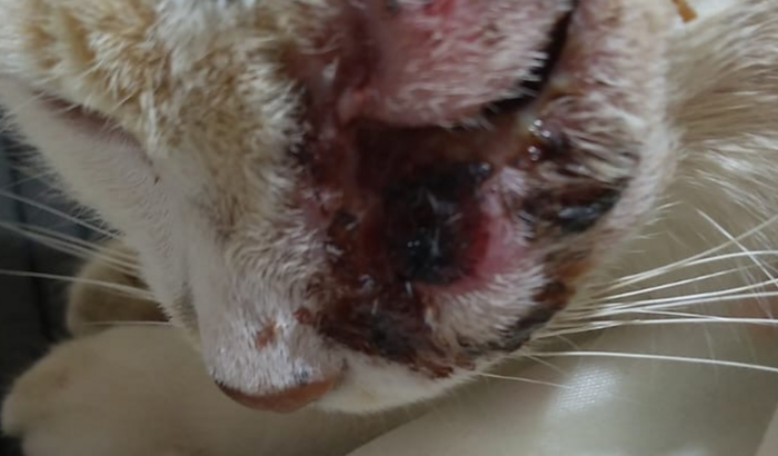 Ajuda para a gatinha Branquinha