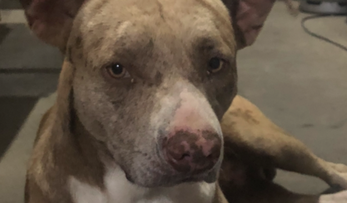 Ajude um aumigo 🐾