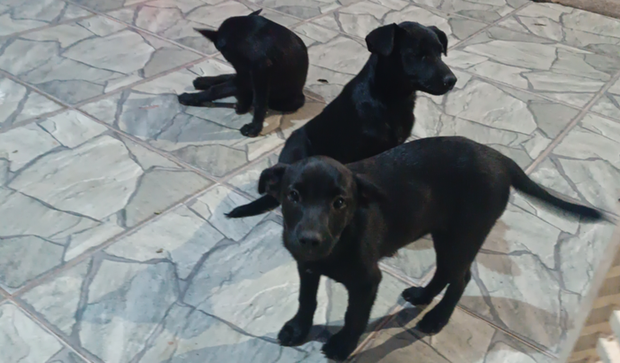 Castração das 3 Cadelinhas 