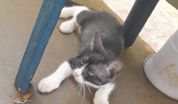 Ajude a Chiquinha com o tratamento de FIV e FeLV