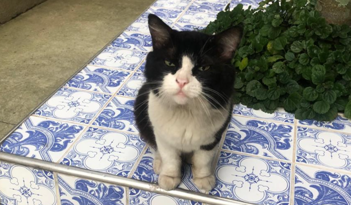 Tratamento do gatinho "Corinthiano"