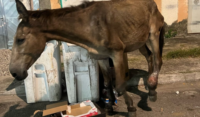 Resgate Cavalo Ferido