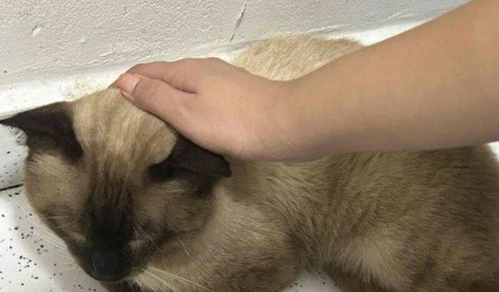 Ajuda para as despesas médicas do Faísca