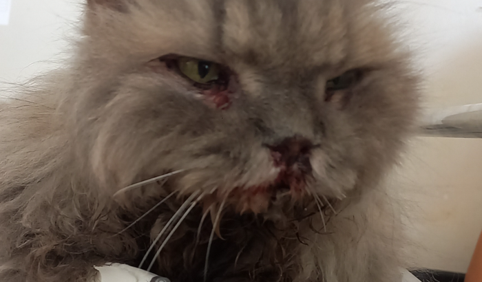 Cirurgia gatinho Persa