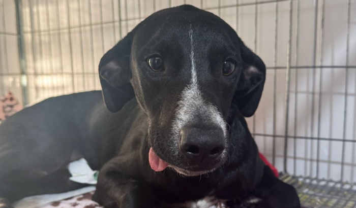 Spike: Uma chance para viver.