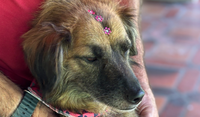 Me ajudem a salvar a Laika e seus filhotes