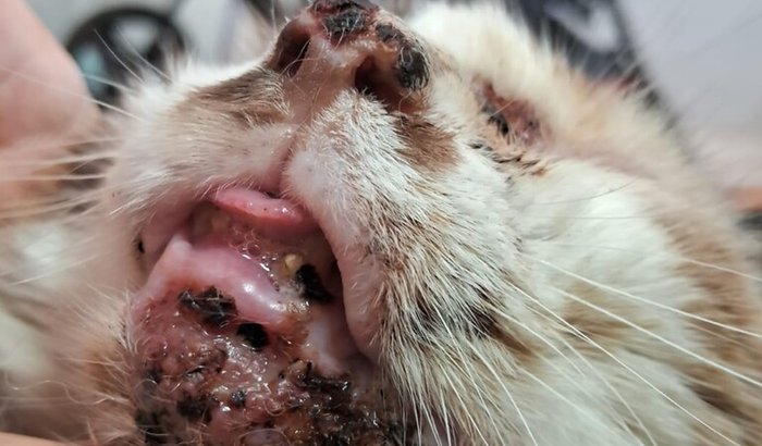 Eletroquimioterapia no Makttub