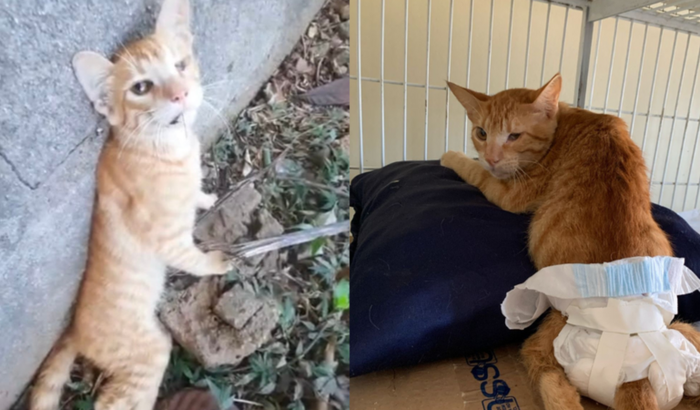 Ajude o Yellowzinho a voltar a andar