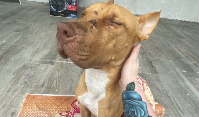 Ajude com veterinário e exames do Zeus