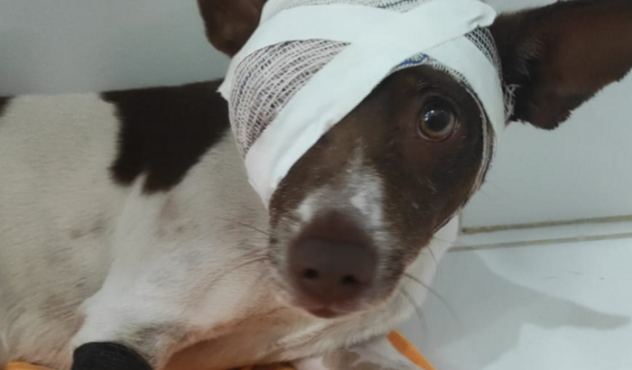 Ajuda para recuperação do Augustinho