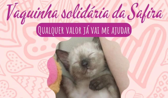 Ajude a Safira, nossa gatinha do coração valente