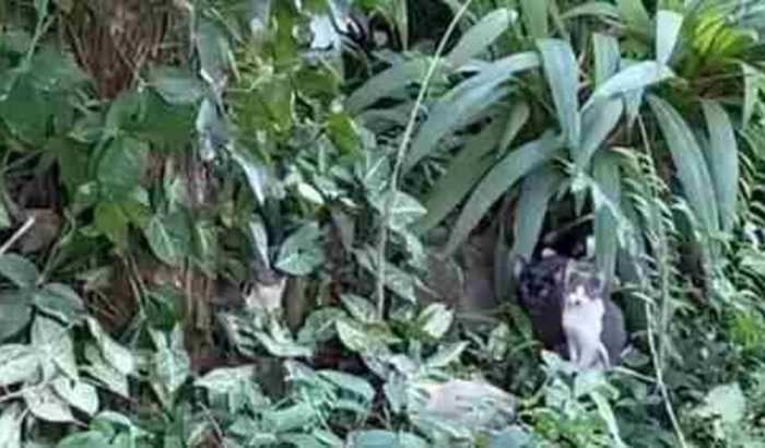 Ajudar uma família de gatinhos da Etec Lauro Gomes