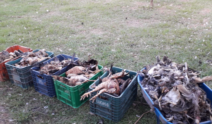 Solidariedade ao vizinho