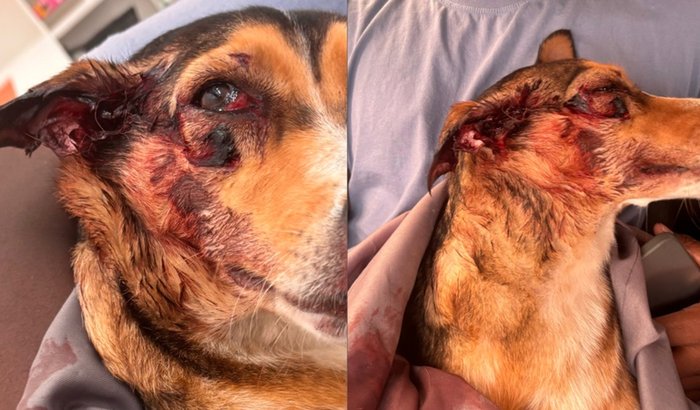 Ajude a Caramela Murphy que foi resgata após um atropelamento