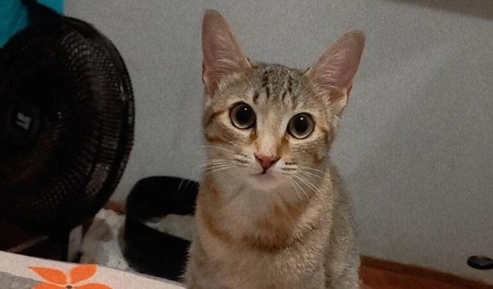 Cirurgia da clarinha