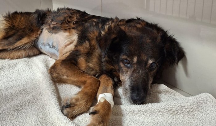 Ajude a salvar nossa filha de quatro patas (Luta contra o câncer de mama)