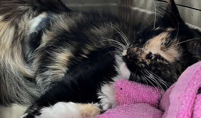 Osteossíntese de Meg