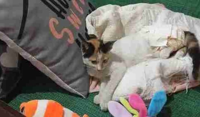 Ajude a Bones se recuperar 