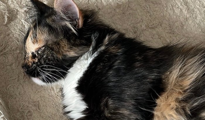 Osteossíntese de Meg 🤎