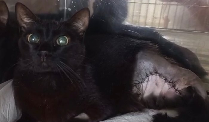 Ajuda no tratamento da Majora