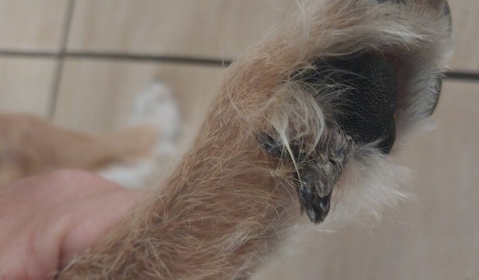 Ajuda para cirurgia do Fred