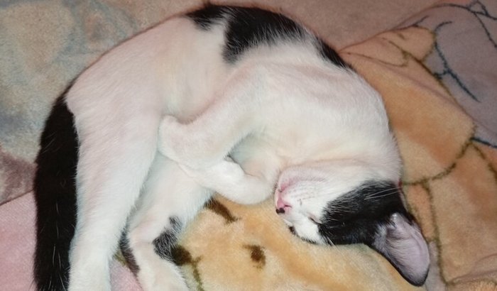 AJUDE O FRAJOLA ELE SOFREU UM ACIDENTE PRECISA OPERAR O FÉMUR OSSO ESTA DESLOCADO POR FAVOR ME AJUDE