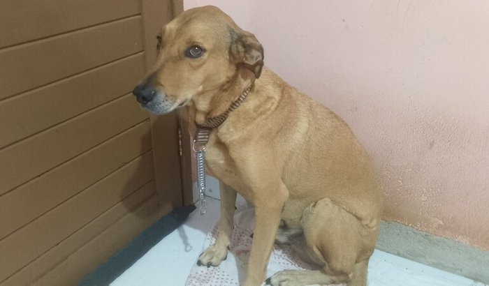 Tratamento de Alemão 