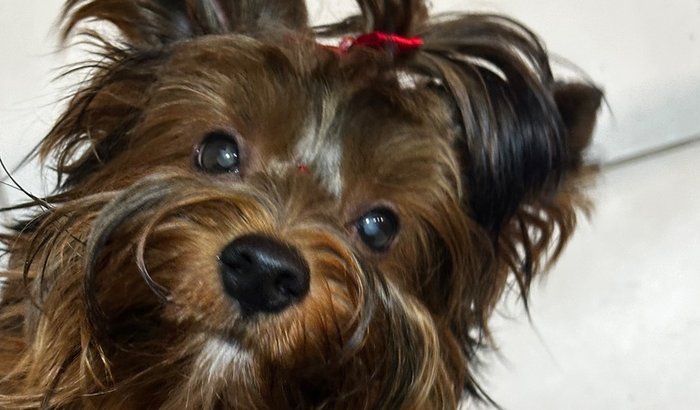 Ajudar o nosso filhote a voltar a enxergar